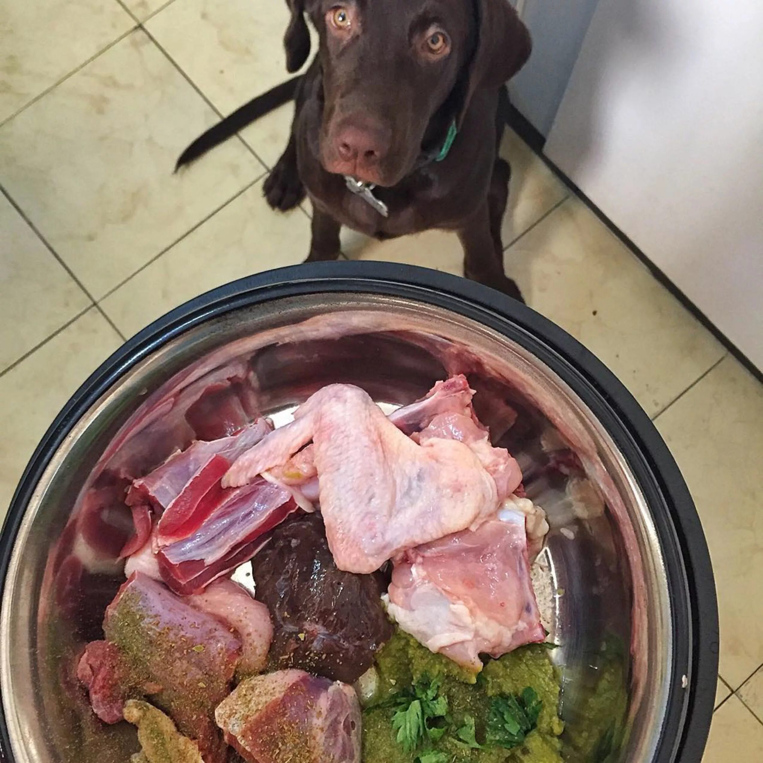 Можно кормить собаку сырым мясом