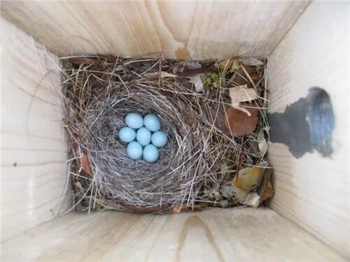 голубые яйца араукана. скворцы кладка яиц. яйца горихвостки. яйца горихвостки обыкновенной. скворец высиживает яйца.