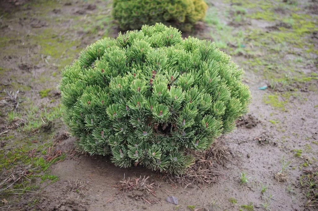 Сосна горная пумилио. Сосна горная мугус. Сосна горная муго муго. Pinus mugo. Сосна горная пинус муго мугус.