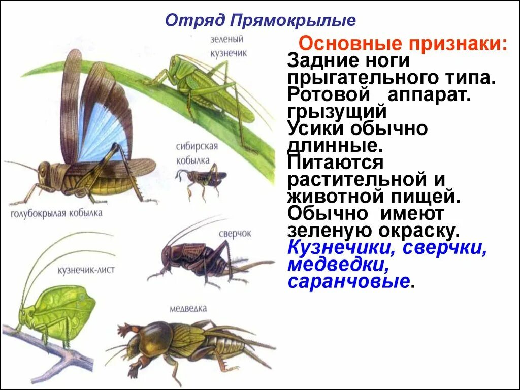 Прямокрылые насекомые развитие. Представители отряда прямокрылых насекомых. Прямокрылые насекомые характеристика. Строение прямокрылых насекомых. Отряд Прямокрылые Саранча.