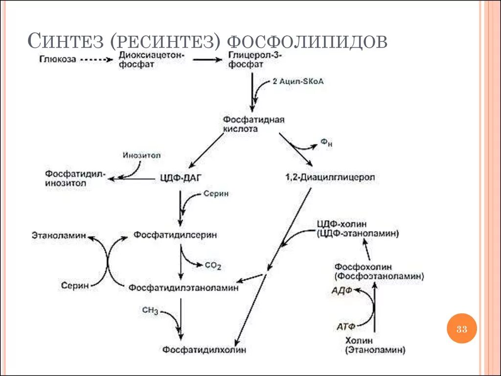 Синтез жиров в кишечнике. Синтез фосфатидилхолина биохимия схема. Синтез фосфолипидов биохимия схема. Механизм ресинтеза фосфолипидов. Схема синтеза фосфолипидов.