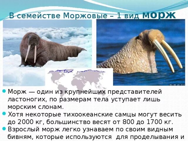 Интересные факты о моржах. Рассказать детям о Морже. Морж описание. Факты о Морже для детей.