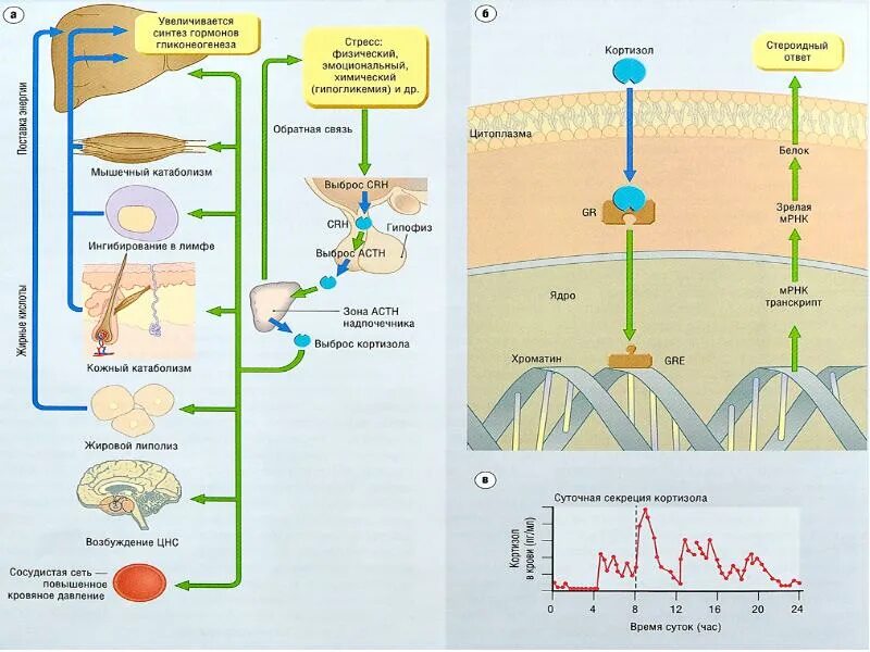 Синтез гормона роста. Химический Синтез гормонов. Синтез гормонов где происходит. Синтез гормонов физиология. Суточная секреция кортизола.