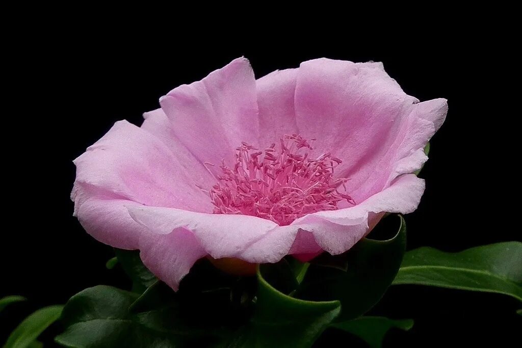 Domenika flowers. Domenika flowers