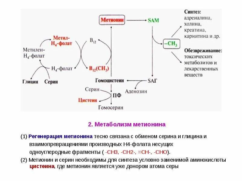 Синтез активной формы метионина. Схема обмена метионина биохимия. Синтез Sam из метионина. Цикл метионина биохимия. Структура активного метионина