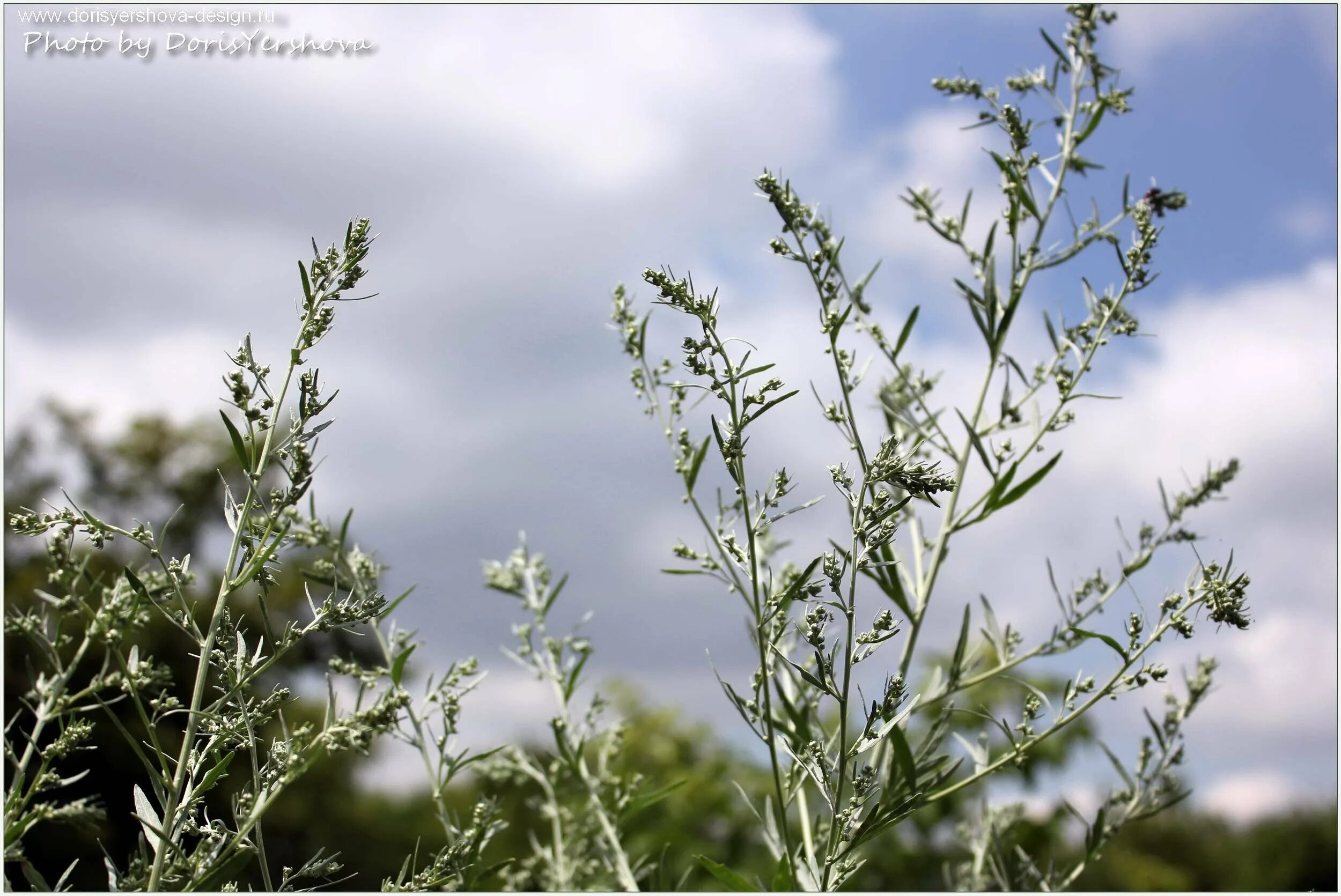 Полынь каспийская artemisia caspica. Полынь обыкновенная молодая. Сантолистная полынь. Акта сибирская полынь. След в полыни.