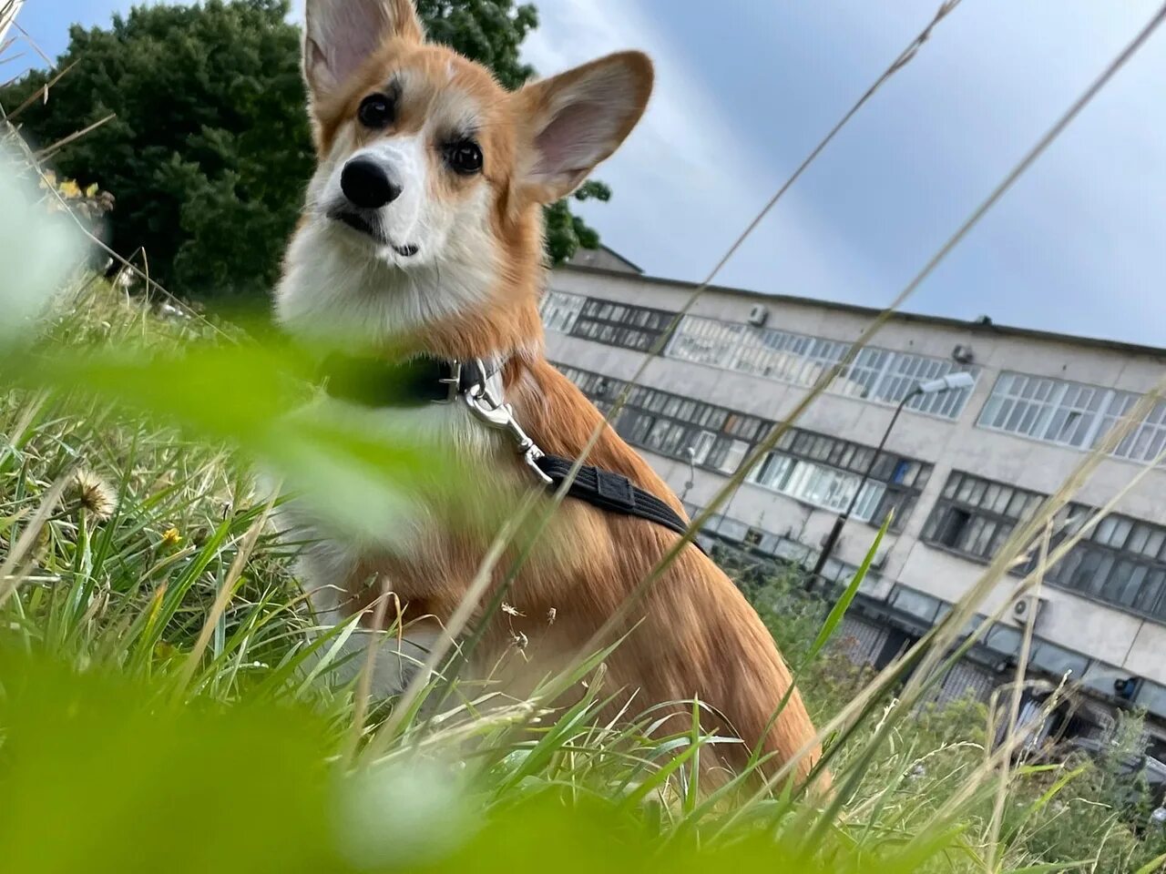 Бима корги. Клички для корги. Корги в Петербурге. Пропала корги СПБ. Кличка бим