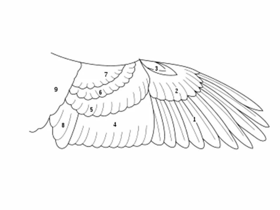 Крылья птиц гуся. Маховые Крылья строение. Маховые Крылья птиц строение. Строение крыла голубя. Строение крыла птицы схема.