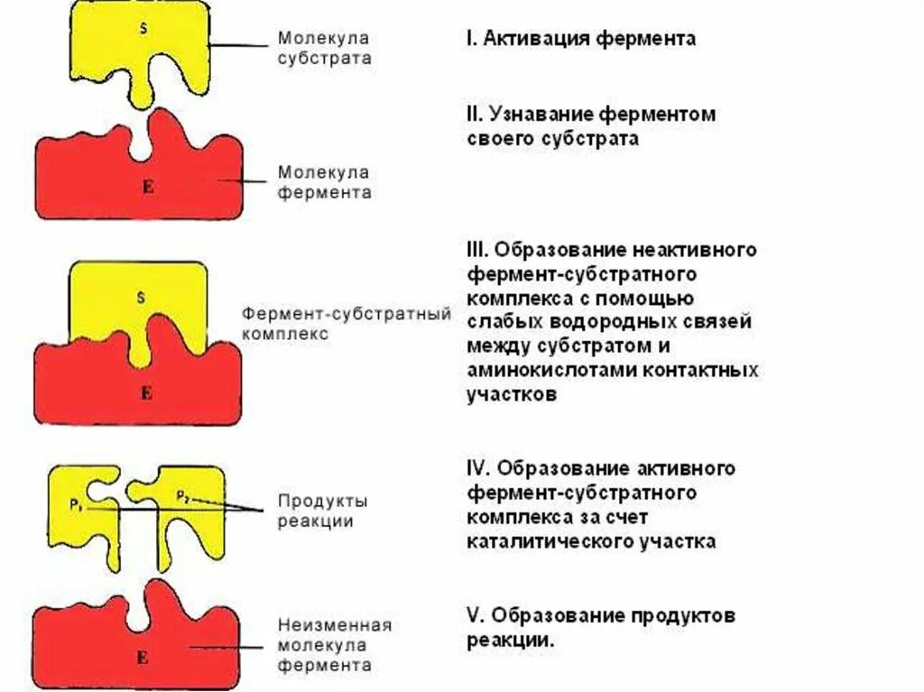 Этапы действия фермента. Механизм действия ферментов схема. Механизм действия ферментов биохимия схема. Механизм действия ферментов. Фермент-субстратный комплекс.. Механизм действия ферментов биология.