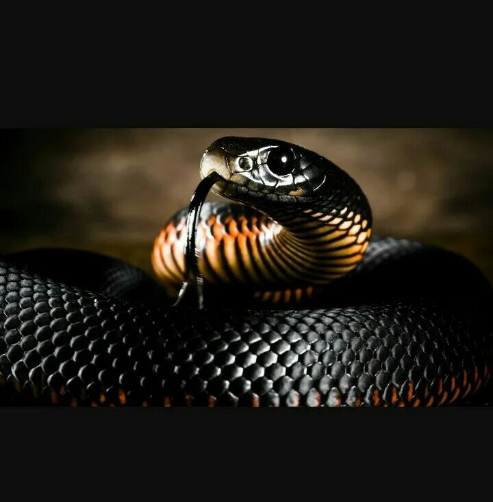 Что змея ночью обнаружит на более удаленном. Черные змеи. Черная змея с голубыми глазами. Чёрная змея с жёлтыми глазами. Ночные змеи.