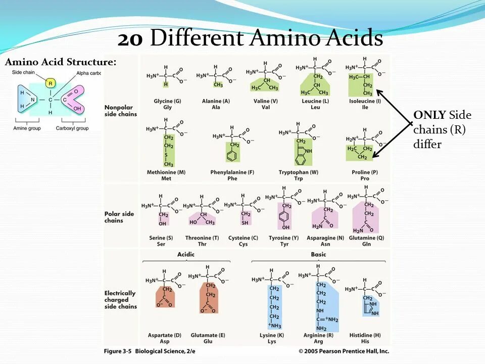 20 Amino acids. Amino acids structure. Amino acid Chain. Amino acid c3. Different r