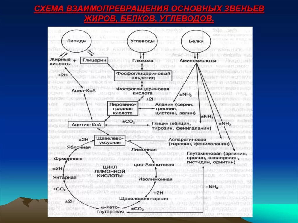 Взаимосвязь обмена белков жиров и углеводов. Схема взаимосвязи обмена углеводов липидов и белков. Взаимосвязь обмена белков жиров и углеводов биохимия. Взаимосвязь обмена углеводов, липидов и белков..