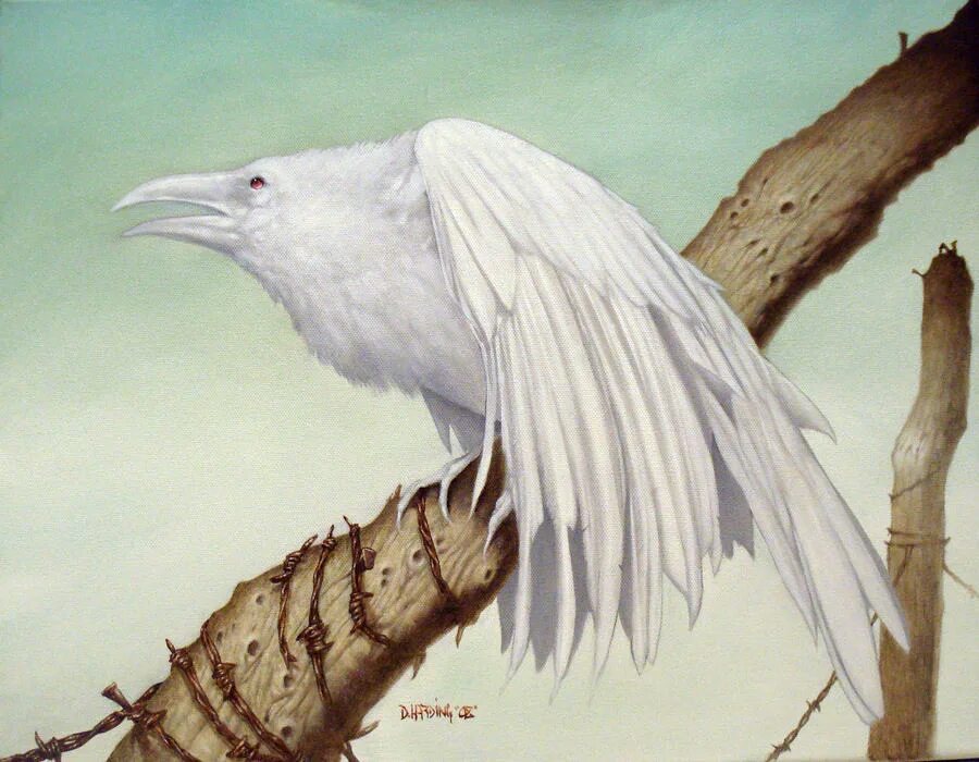 Сорока альбинос. Грач альбинос. Читать белую ворону. Белая ворона книга. Белая ворона.