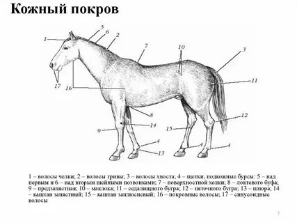 Внешнее строение лошади