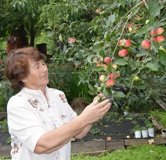 Посадить дерево яблоню