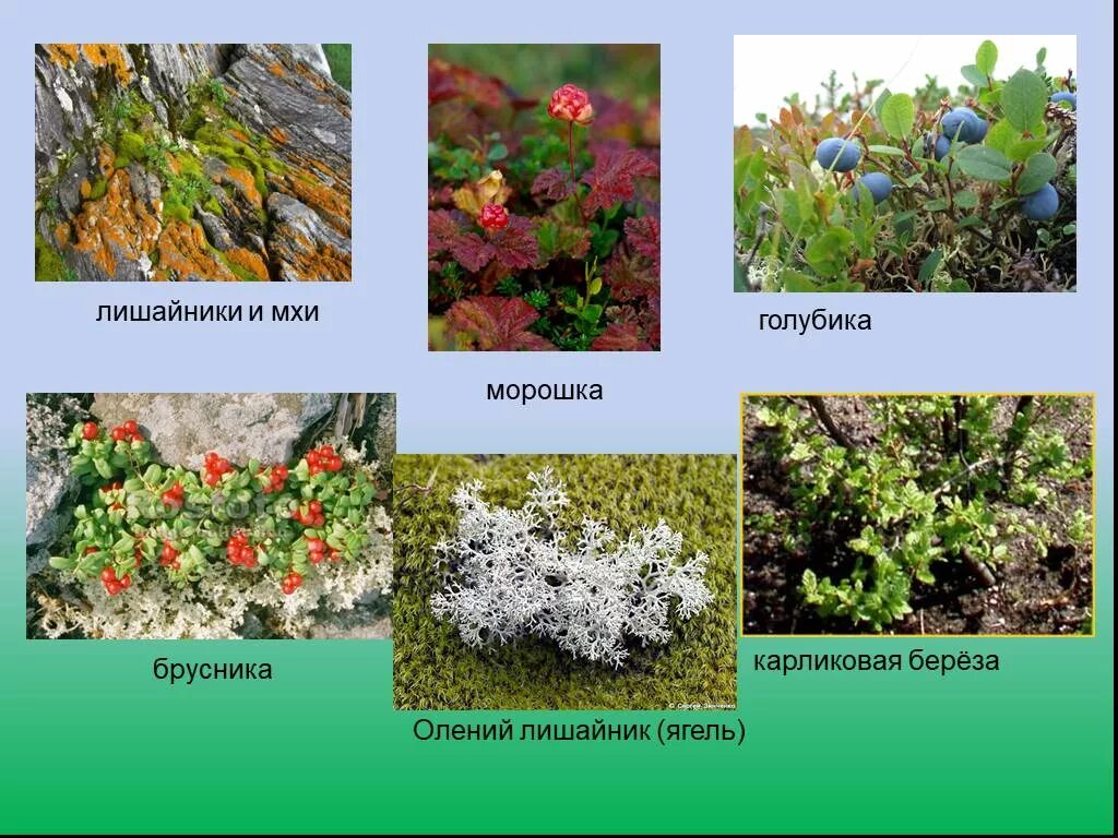 Найди лишнее тундра клюква морошка мох осина. Растения тундры ягель. Тундра растения тундры. Ягель Полярная Ива. Ягель и карликовая береза.