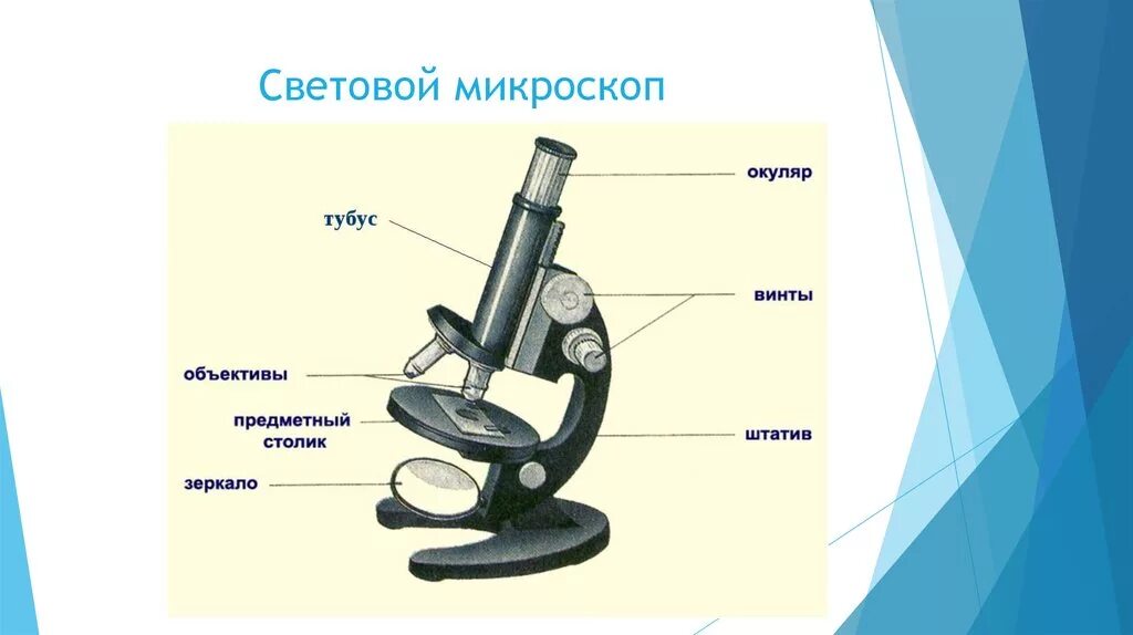 Микроскоп и его части 5 класс биология. Световой микроскоп строение. Строение микроскопа 5 класс Пасечник. Световой микроскоп 5 класс биология. Микроскоп строение школьный микроскоп.