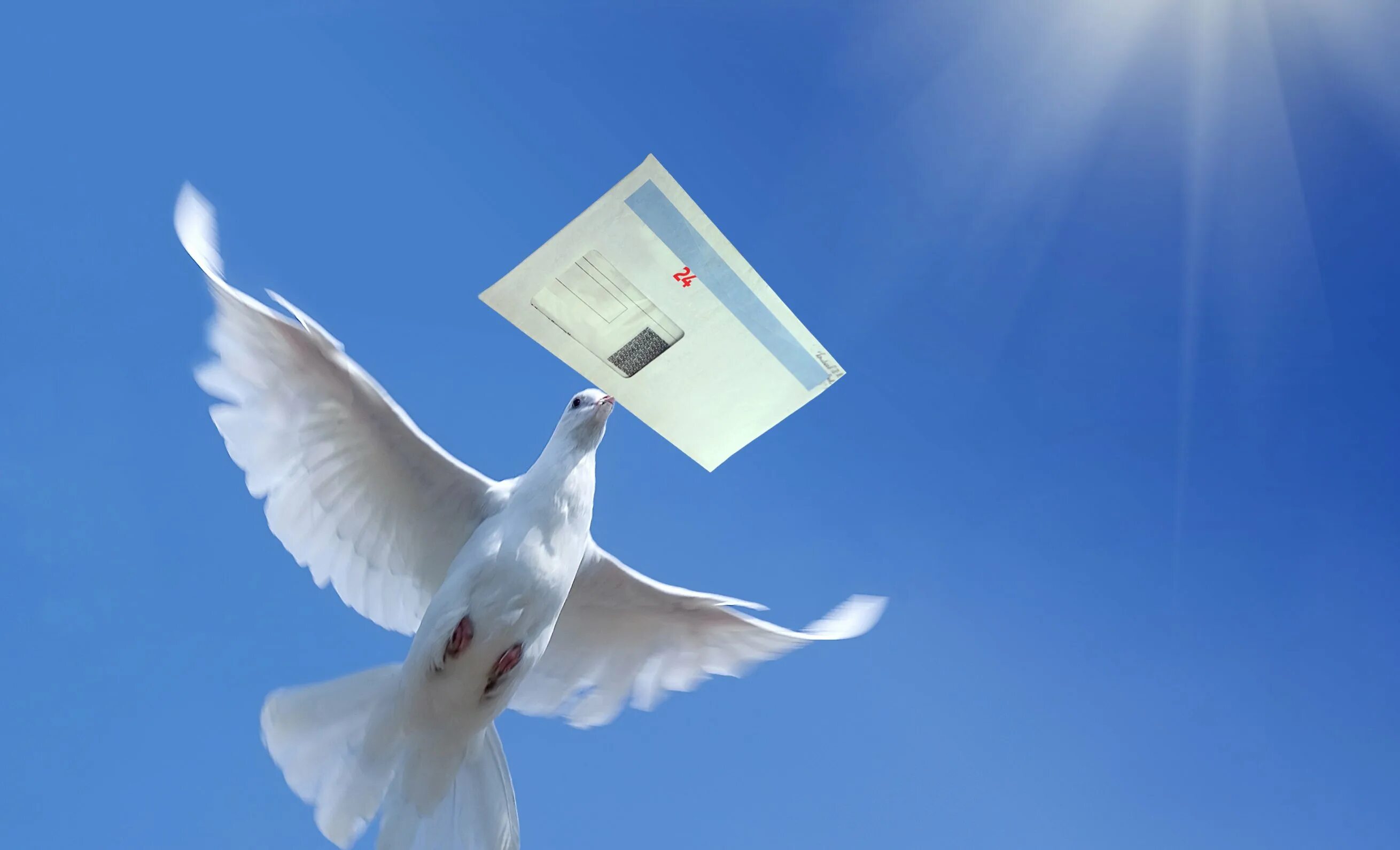 песня белыми голубями письмо. белая голубка песня текст. ты голубка моя песня. голубь с посланием. голубь с письмом в клюве.