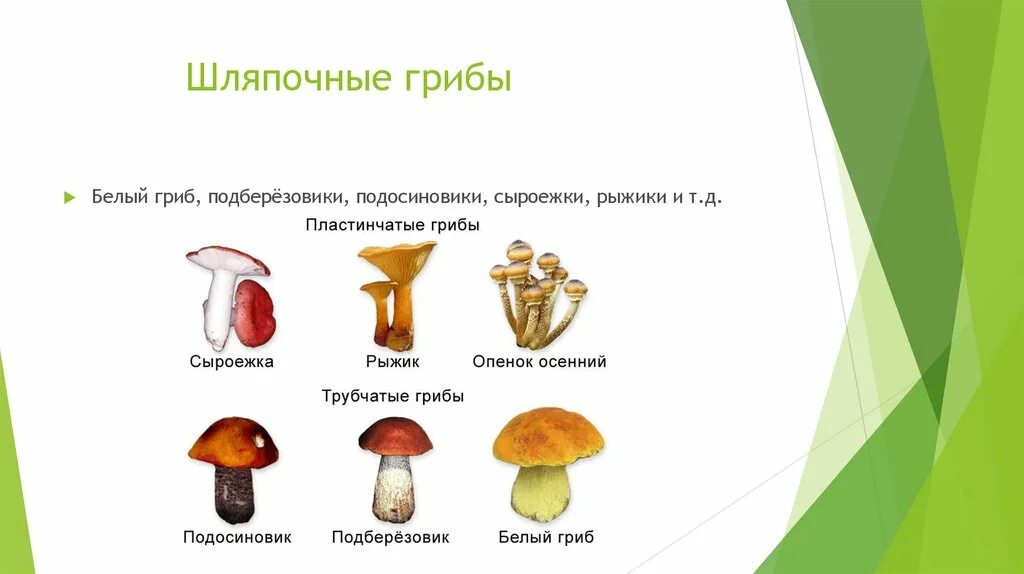 Значение шляпочных грибов в жизни человека. Грибы строение шляпочных грибов. Доклад про грибы Шляпочные грибы. Шляпочные грибы 5 класс. Проект Шляпочные грибы.