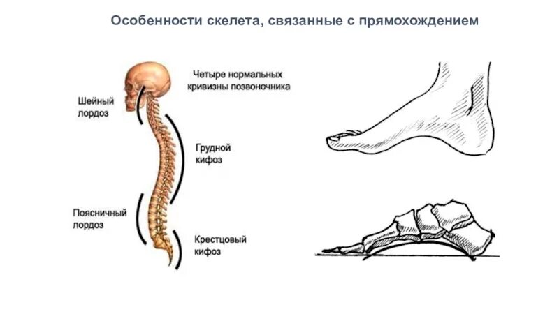 Особенности скелета связанные с прямохождением. Особенности человека связанные с прямохождением. Приспособления скелета к прямохождению. Особенности скелета связанных связанных с прямохождением.