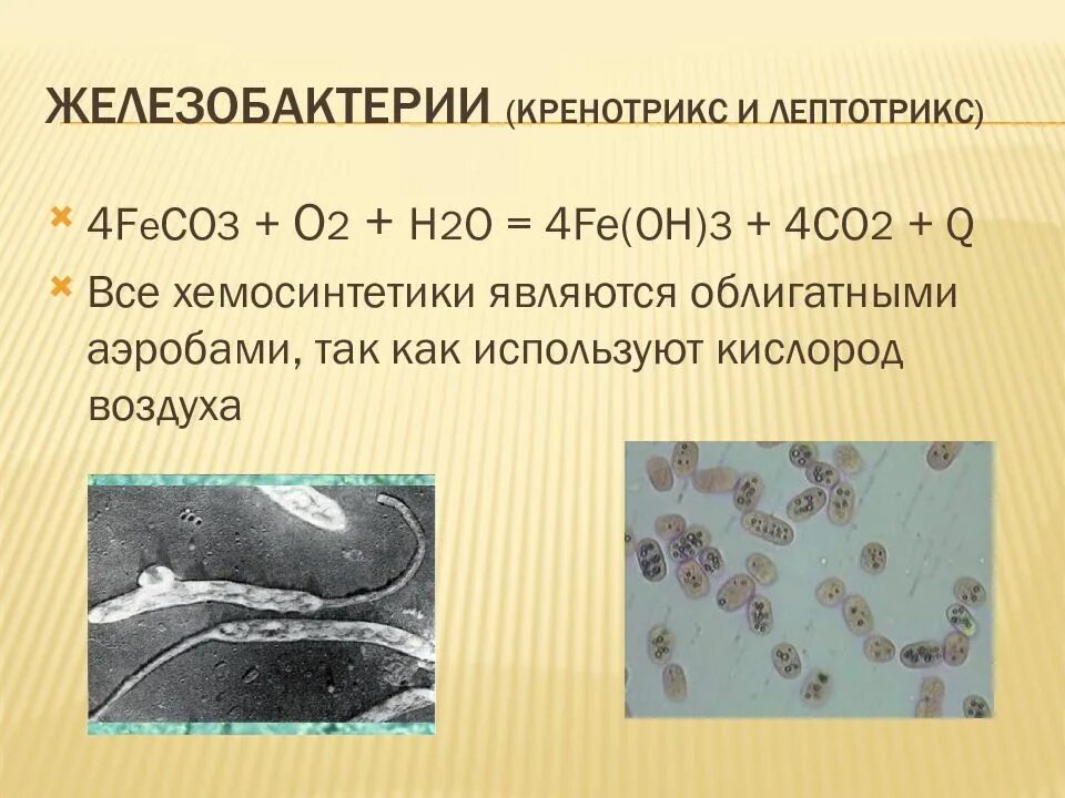 К хемосинтезирующим бактериям относят. Хемосинтетики железобактерии. Железобактерии gallionella. Хемосинтетики и хемотрофы. Серобактерии хемосинтез.