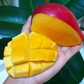 Mangga Miyazaki Cocok Jadi Tabulampot (Tanaman Buah Dalam Pot) .