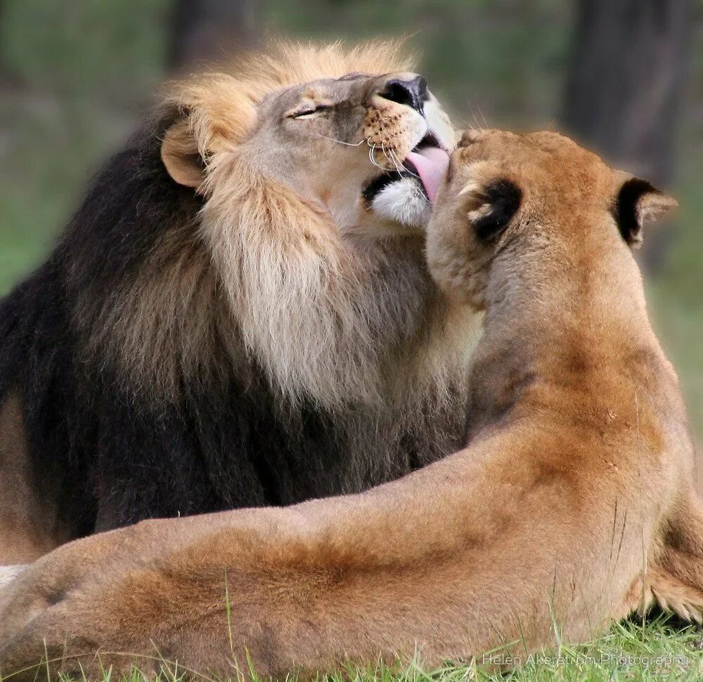 Животные обнимают. Любовь животных. Лев и львица. Парные животные. Объятия животных.