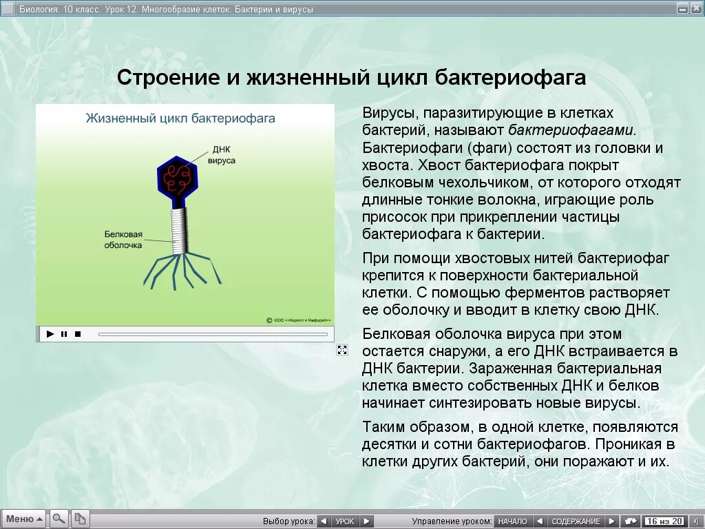 Тест вирусы 5 класс. Вирус бактериофаг 5 класс. Вирус бактериофаг 5 класс биология. Бактериофаг биология 5 класс. Бактериофаг 6 класс биология.