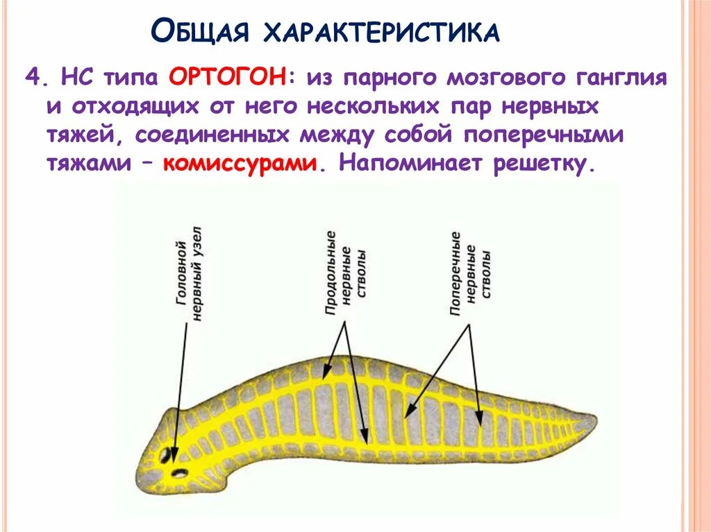 Подцарство многоклеточные Тип плоские черви. Нервная система типа ортогон. Ортогон у плоских червей. Плоские черви общая характеристика.