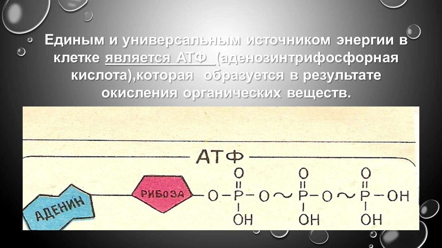 Клетка содержит атф. Универспльнвм источникомэнергии в клеьке является. АТФ источник энергии.