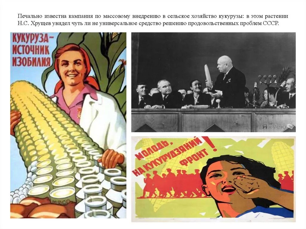 Большая кукурузина. Кукурузная кампания Хрущева плакаты. Советские плакаты про кукурузу. Хрущев плакаты. Кукурузная эпопея плакаты.