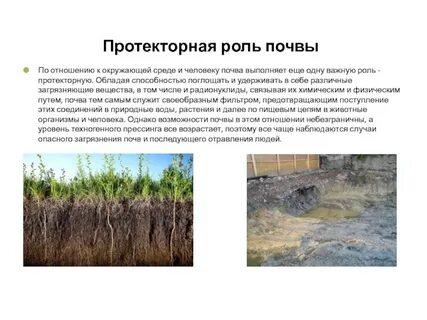 Какова почва в жизни растений