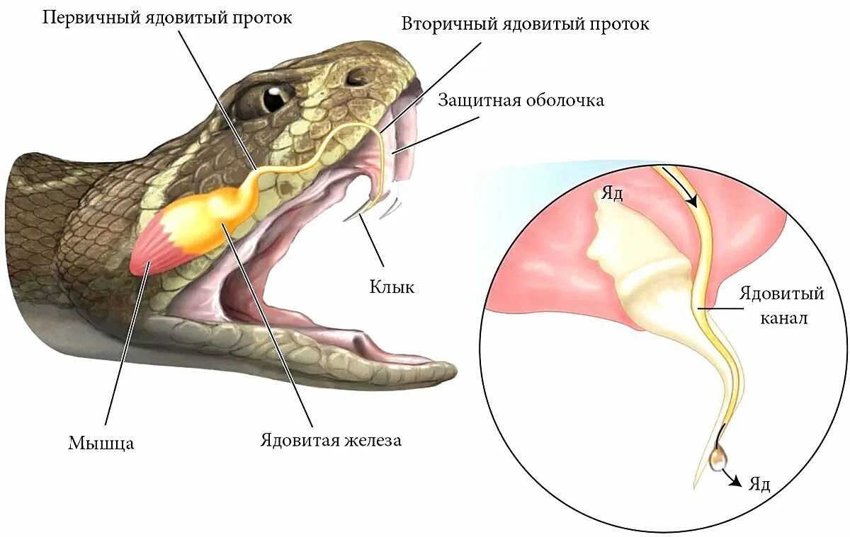 Легкие у змей. Ядовитые железы змей строение. Строение ядовитого аппарата гадюк. Строение ядовитого аппарата змей.