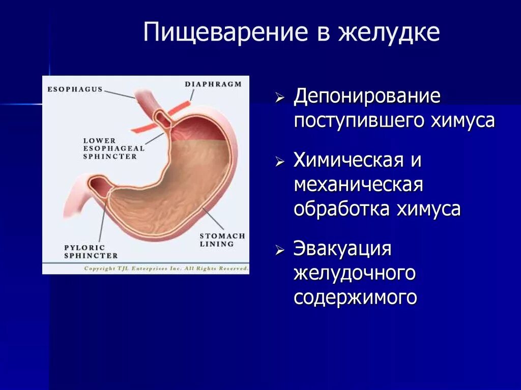 Строение желудка пищеварение в желудке. Процесс пищеварения в желудке. Пищеварение в желудке кратко. Пищеварение в желудке схема.