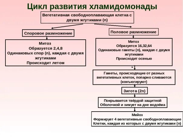 Цикл хламидомонады схема. Жизненный цикл хламидомонады рисунок. Жизненный цикл хламидомонады схема. Цикл развития хламидомонады рисунок. Мейоз хламидомонады