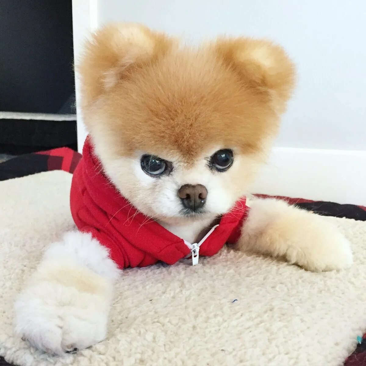 Померанский шпиц boo. Померанский шпиц боо. Карликовый шпиц флаффи. Маленькая китайская собачка порода. Японский шпиц карликовый.