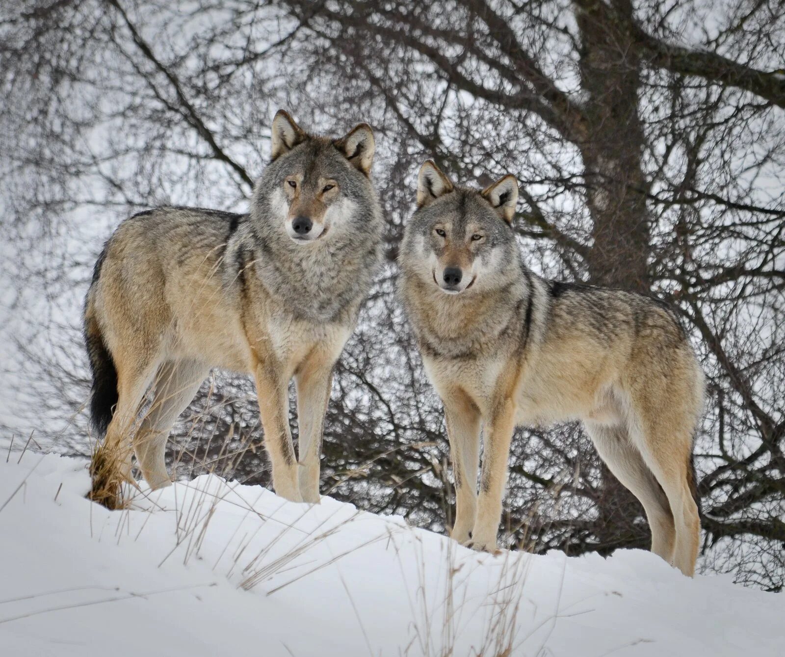Белки волки 2. Белка и волк. Фото домашних Волков. Белка и волк картинки. Imi Timber Wolf.