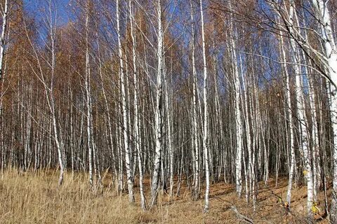 Поздняя осень за редкими березками
