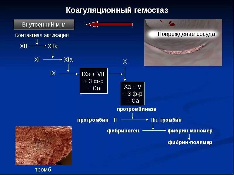 Последовательность процессов коагуляционного гемостаза. Активация коагуляционного гемостаза. 1 фаза коагуляционного гемостаза. схема развития коагуляционного гемостаза. коагуляционный гемостаз регуляция.