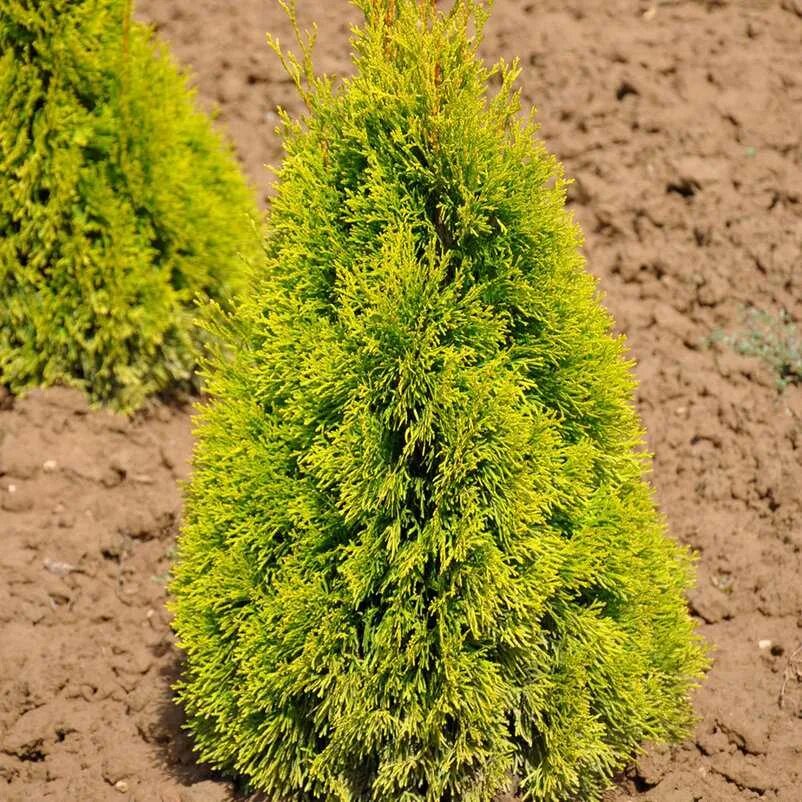 Туя Западная Смарагд. Туя Золотая Смарагд. Туя Западная (Thuja occidentalis). Туя Западная (Thúja occidentális).