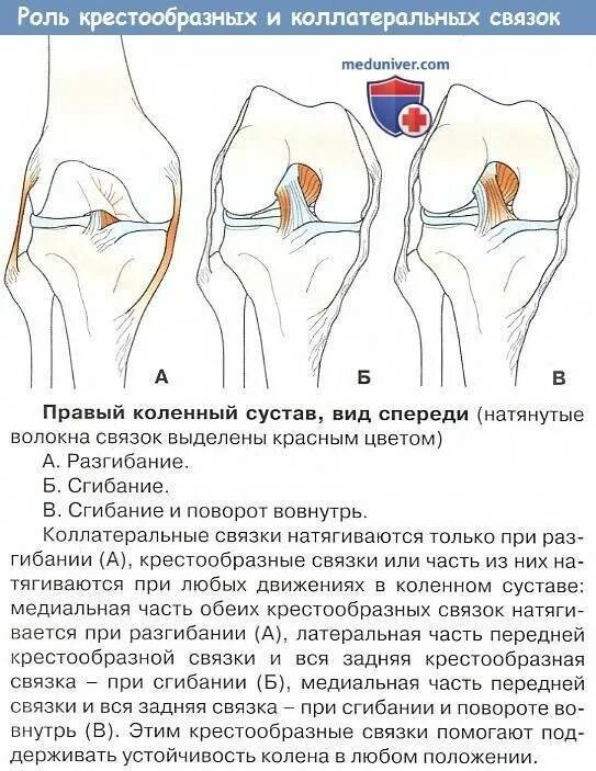 Скрип в коленях. Хруст колена сбоку с внутренней стороны. Болит сбоку коленного сустава. Боль в колене при сгибании. Болит колено в согнутом состоянии.