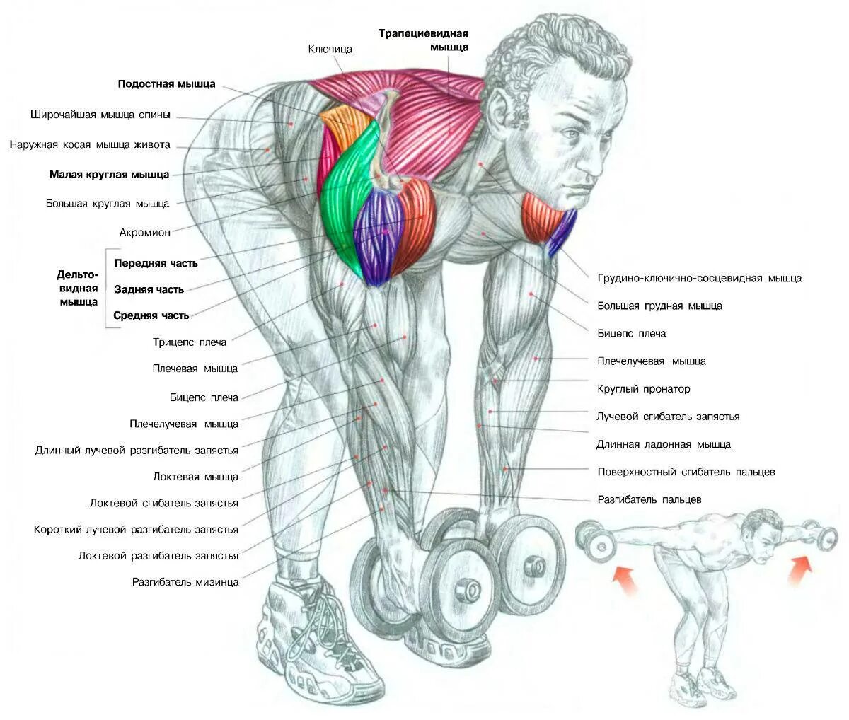 Гантели дельтовидные мышцы. Задний пучок дельтовидной мышцы упражнения. Тренировка дельтовидных мышц гантелями. Упражнения на дельтовидные мышцы с гантелями. Разведение гантель на заднюю дельту.