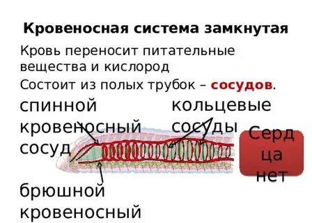Переносит питательные вещества и кислород