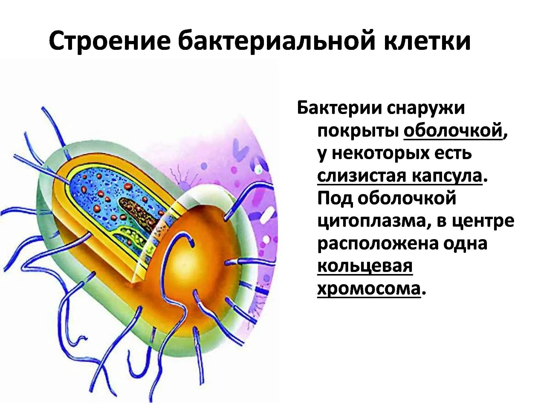 Строение цитоплазмы бактериальной клетки. Строение клетки бациллы. Модель бактериальной клетки. Строение бактериальной клеточной. В клетках бактерий есть ядро