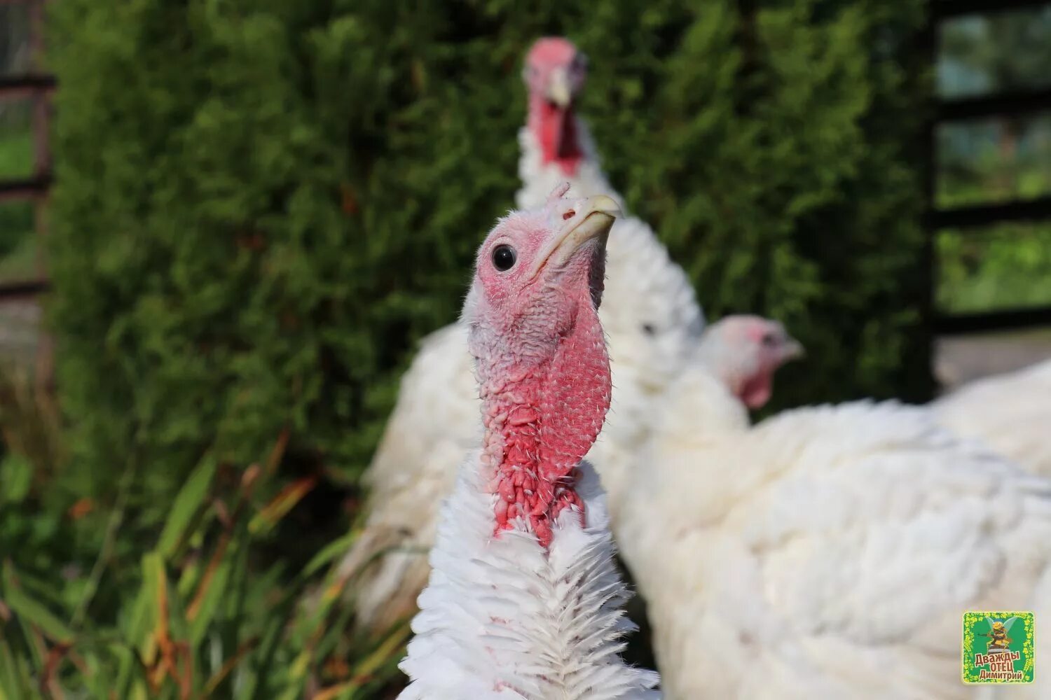 Хайбрид конвертер индюки фото. Индюки хайбрид. Индюки породы хайбрид конвертер. Индюки хайбрид грейд мейкер. Индюки хайбрид.