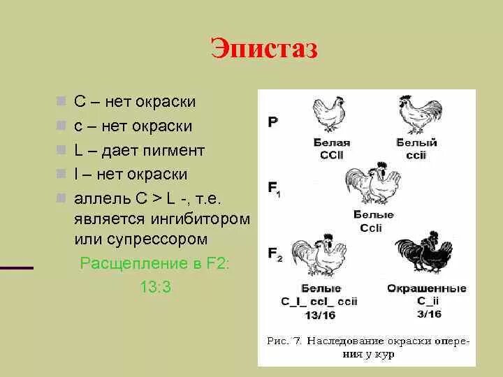 Доминантный ген а определяет развитие. Эпистаз генетика. Доминантный эпистаз курицы. Доминантный эпистаз схема скрещивания. Окраска тыквы эпистаз.