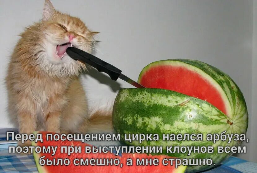 Можно ли собакам есть дыню