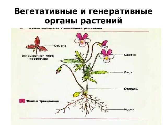 Образование цветка появление вегетативных. Вегетативные и генеративные органы растений. Вегетативные органы цветковых растений. Строение вегетативных и генеративных органов растений. Генеративные органы цветковых растений.