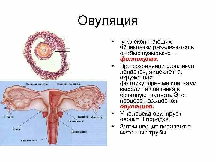 Разрыв фолликула и выход яйцеклетки в брюшную полость это. Разрыв фолликула и выход яйцеклетки. Процесс выхода яйцеклетки из фолликула в брюшную полость.. Процесс выхода яйцеклетки из яичника.