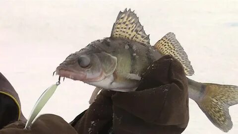 Ловля берша зимой на тюльку